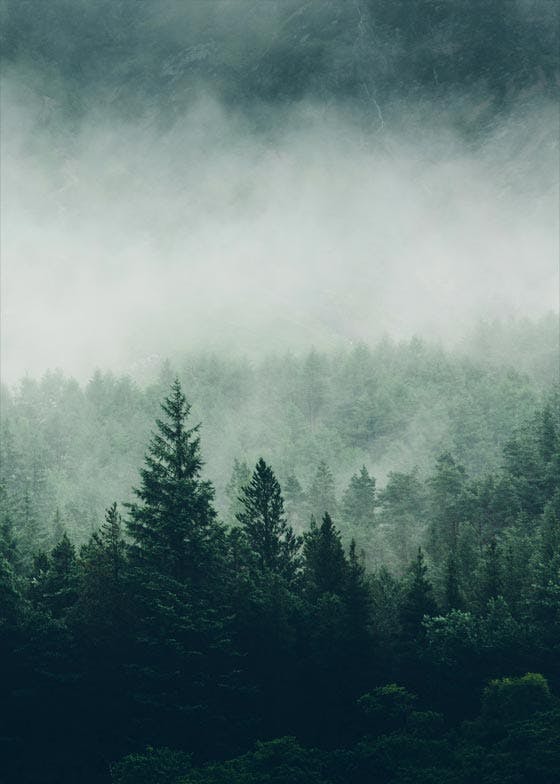 霧に覆われた深い森 ポスター 0