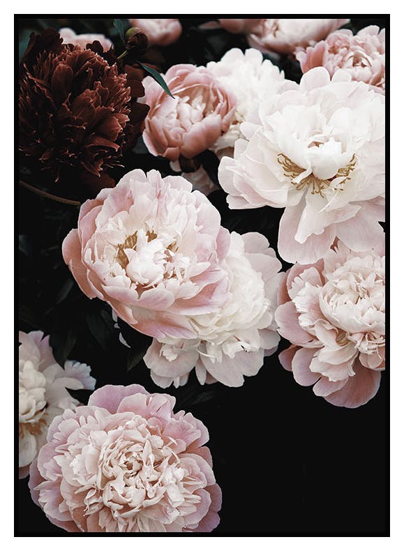 Plakat Wiosenne Piwonie (50x70 cm) - Poster Store