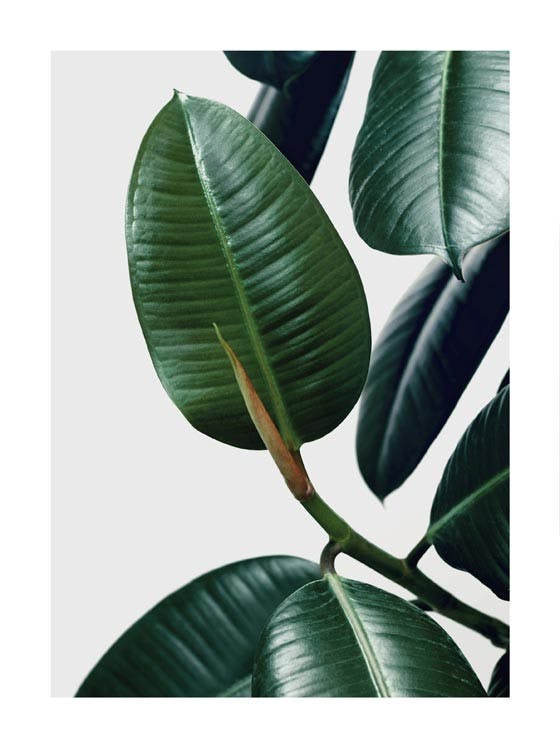 Rubber Plant Leaves Poster 0