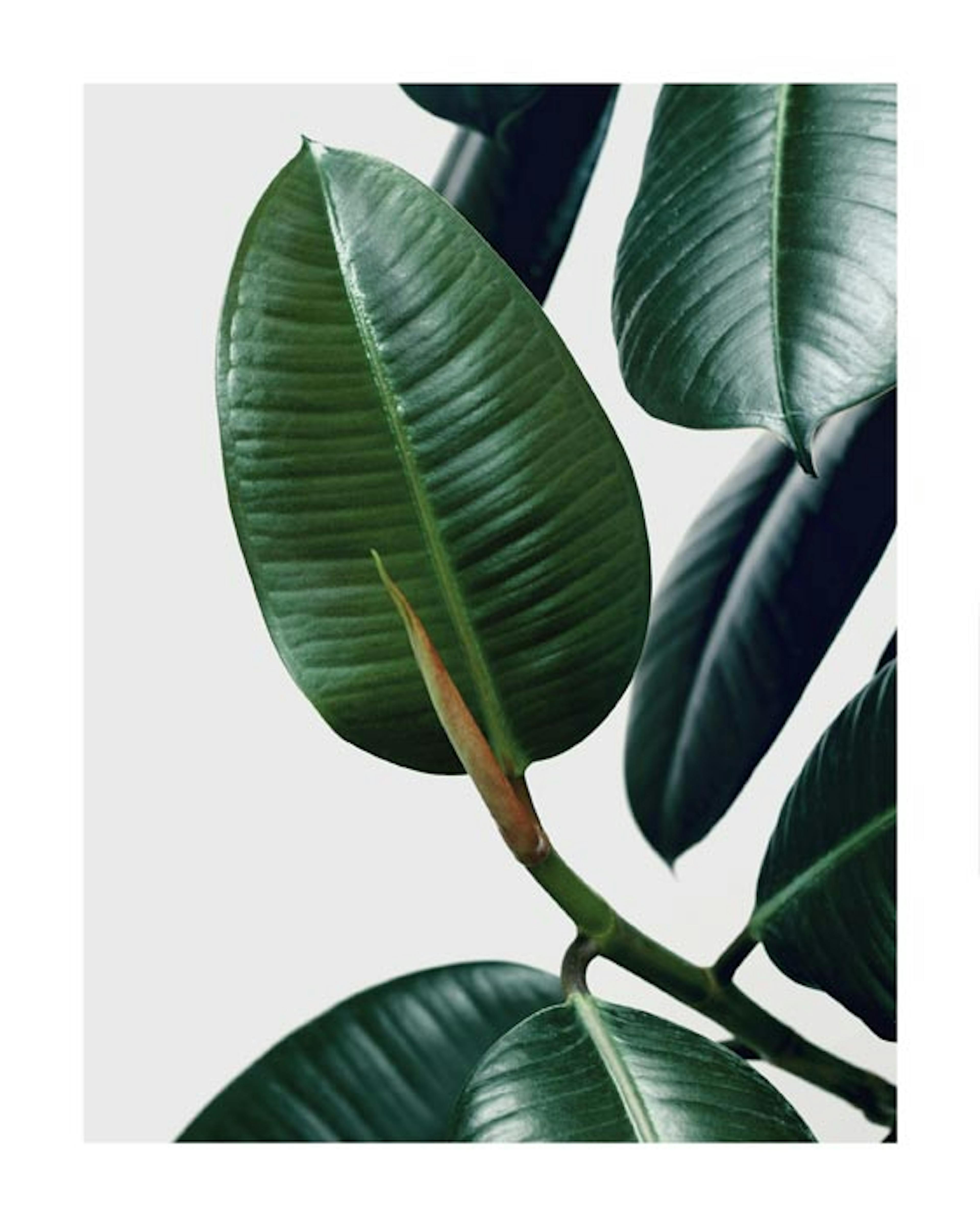 Rubber Plant Leaves Poster 0