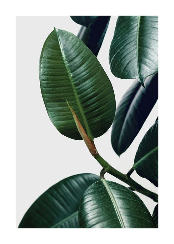 Rubber Plant Leaves Poster 0