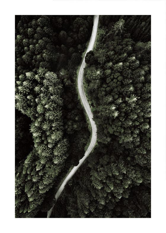 Poster drumul pădurii 0