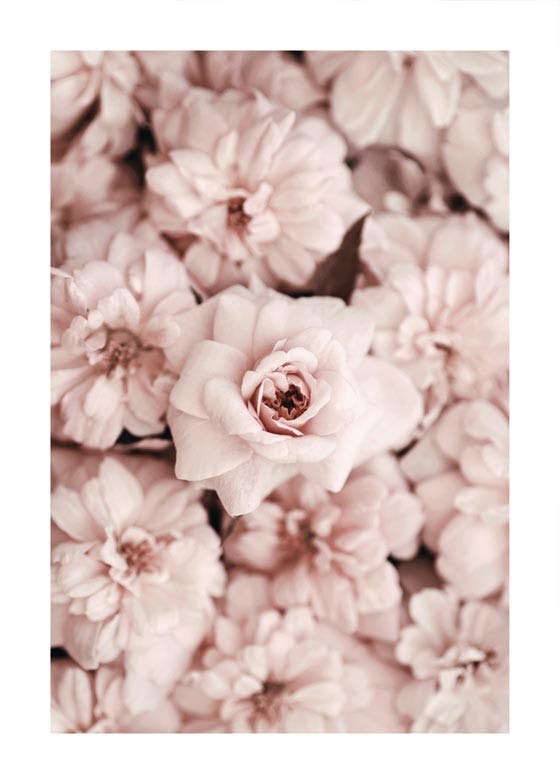 Pale Pink Facade Poster 0