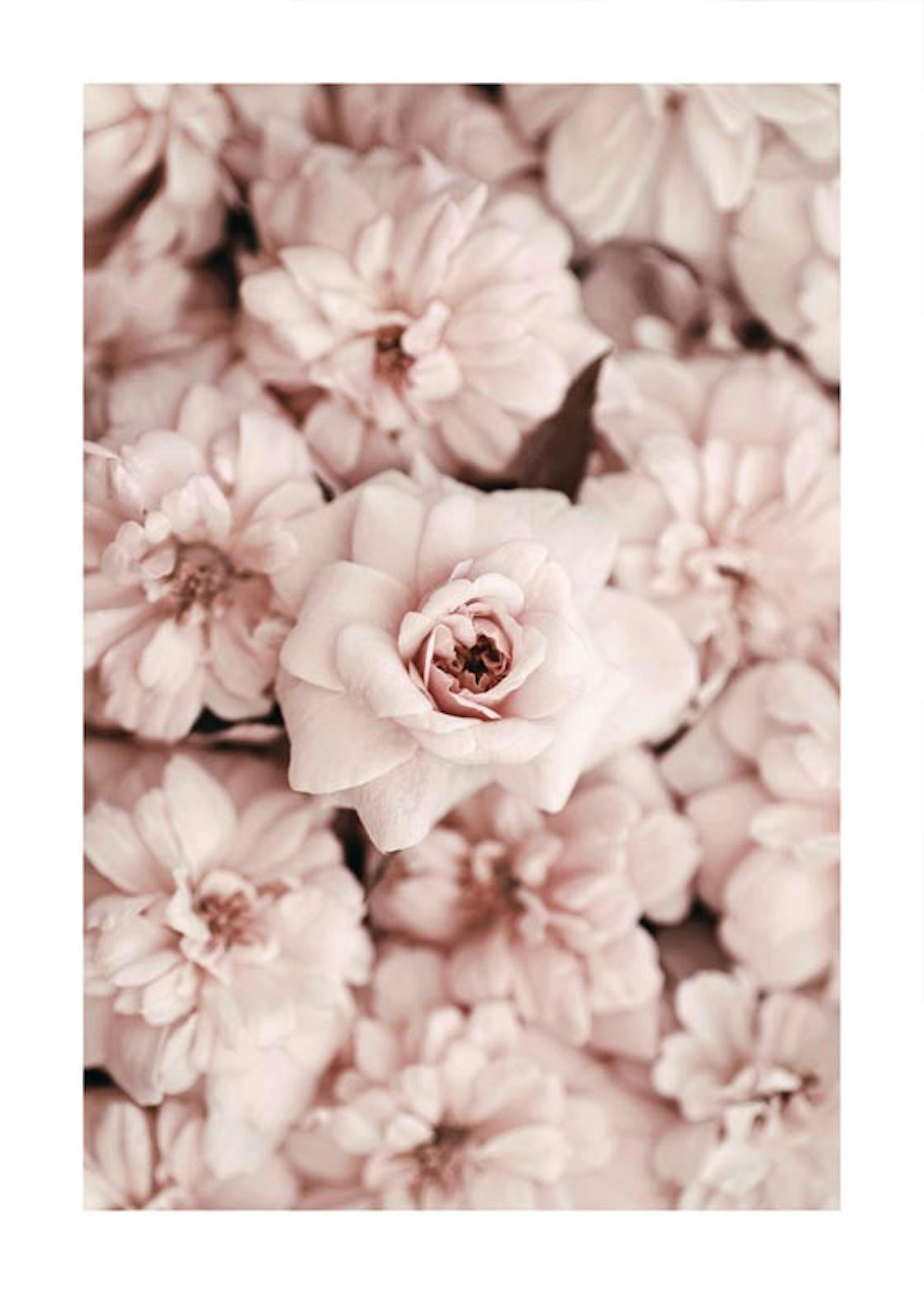 Poster cu flori roz 0