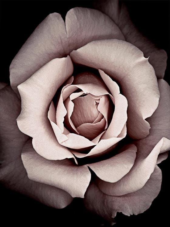 Kvetoucí růžový Plakát 0