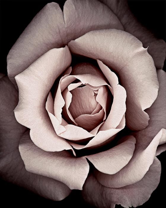 Kvetoucí růžový Plakát 0