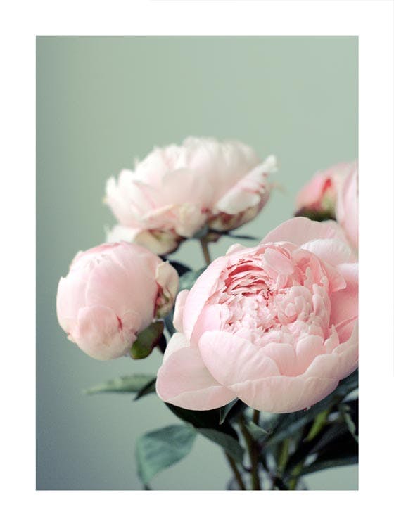 Pivoines Roses. Poster 0