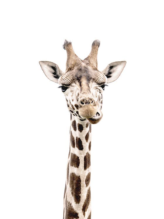 Poster girafă 0
