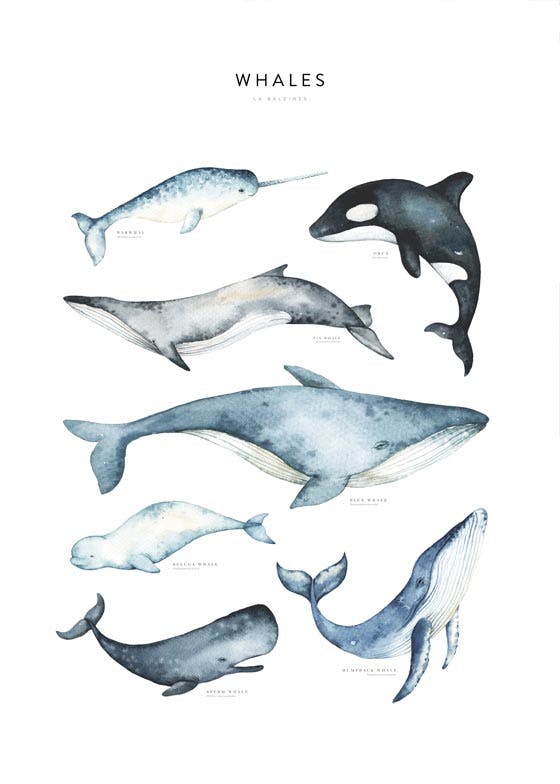 Whales Plakat 0
