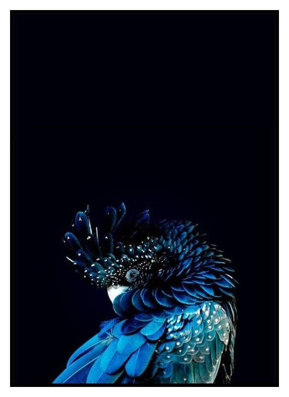 Niebieski Kakadu Plakat (21x30 cm) - Poster Store