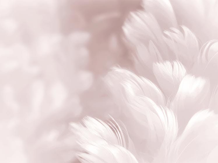 Poster Pink Feathers 0