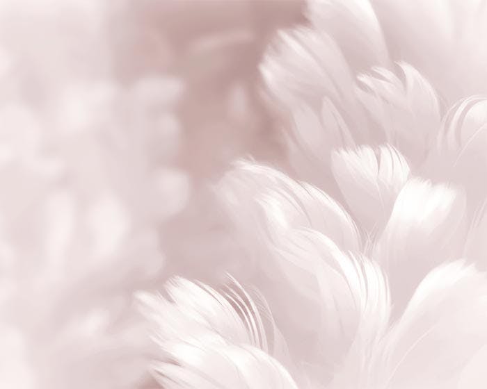 Pink Feathers Plakat 0