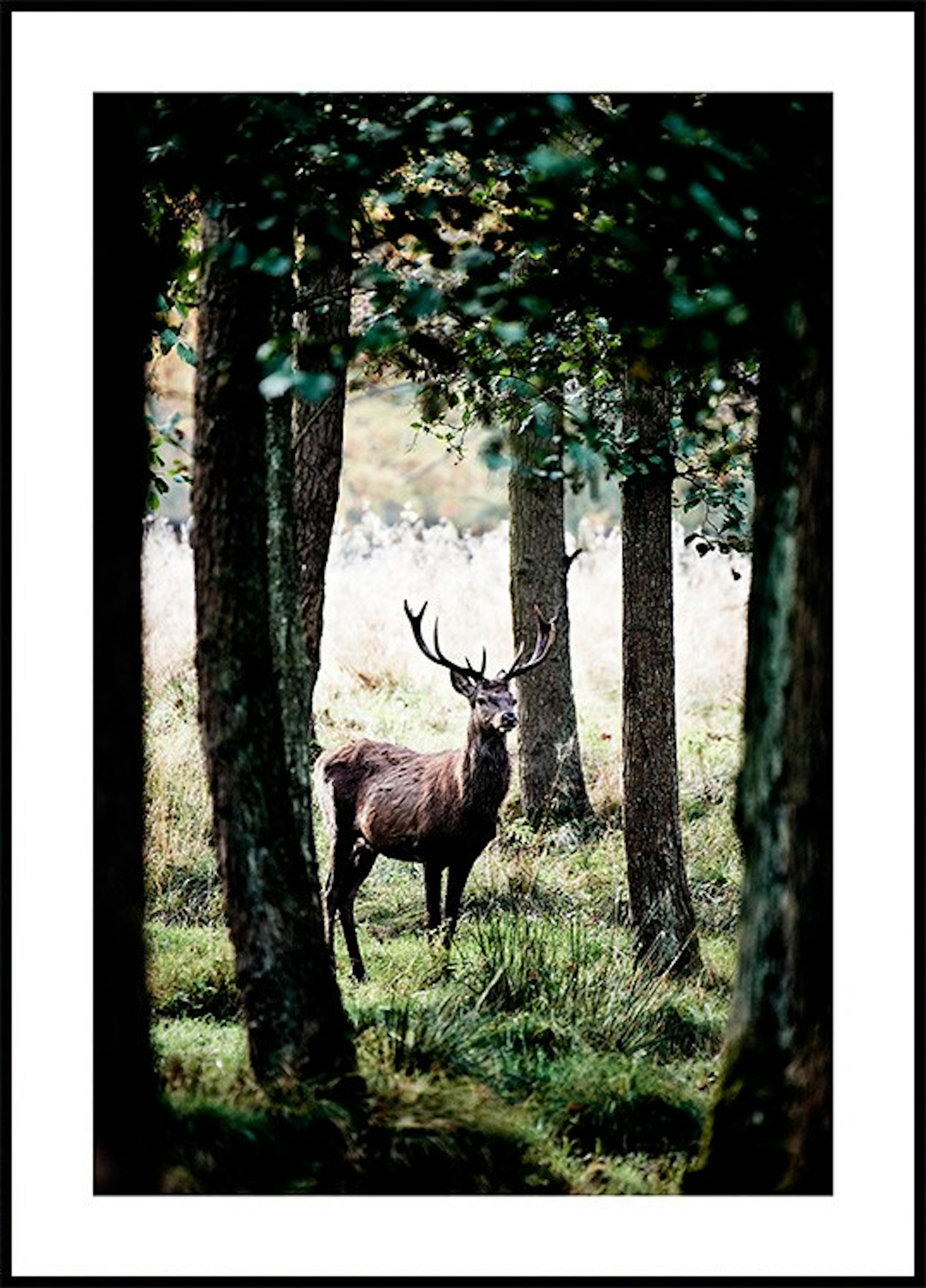 Rotwild im Wald Poster 0