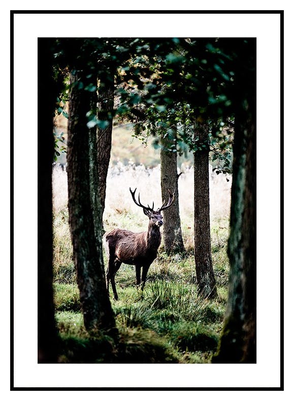 Plakat Jeleń Szlachetny (21x30 cm) - Poster Store