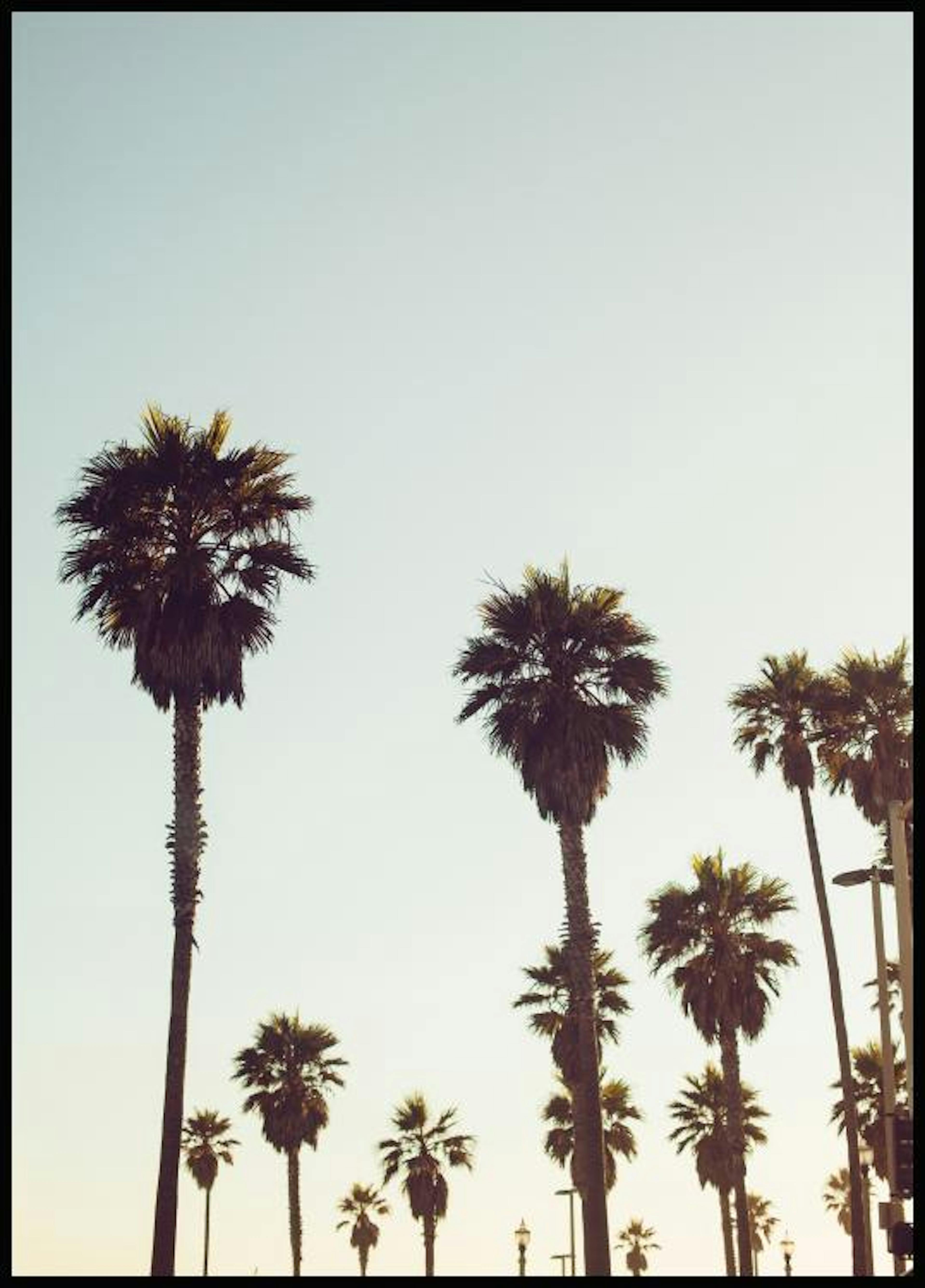 California Palms Poster 0