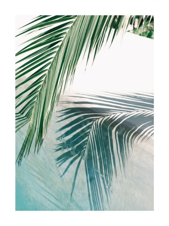 Poster reflexie fruză de palmier 0