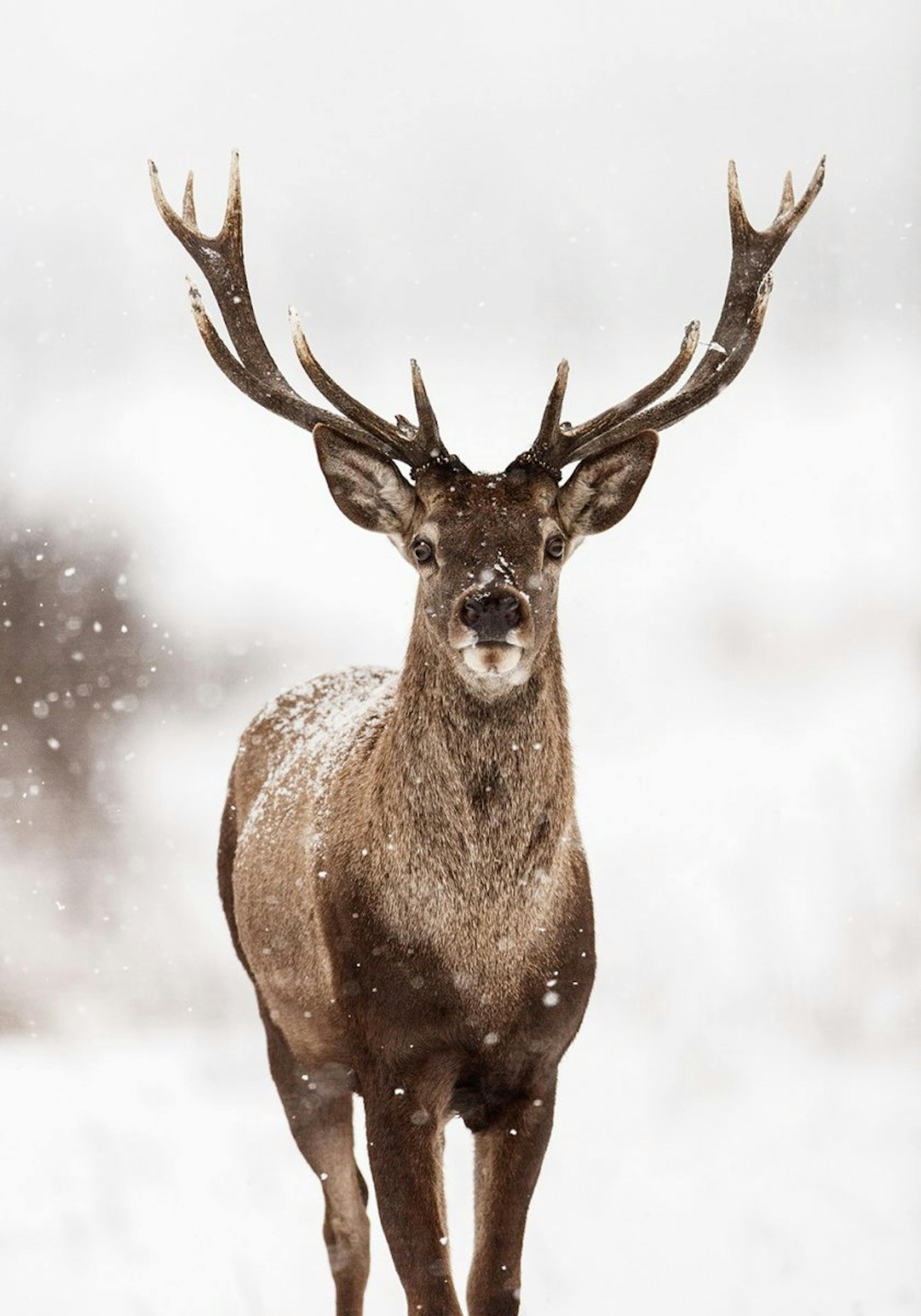 Red stag Poster 0