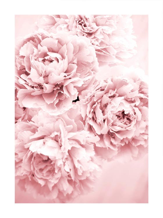 Pink Flowers Dream Poster 0