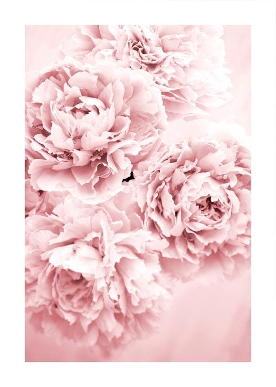 لوحة لصورة زهرة اللون الوردي الحالمة 0