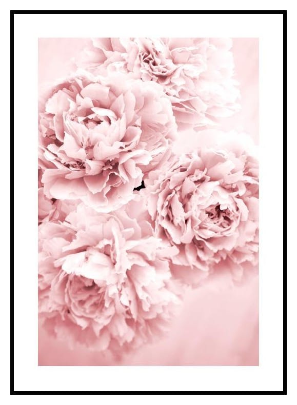 Plakat Pink Flower Dream (50x70 cm) - Poster Store