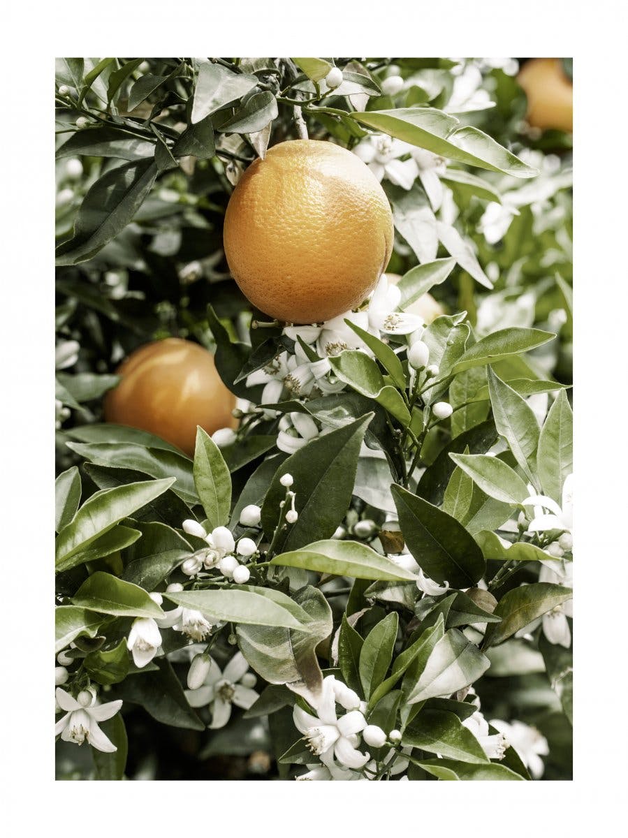 Appelsintræ Plakat 0