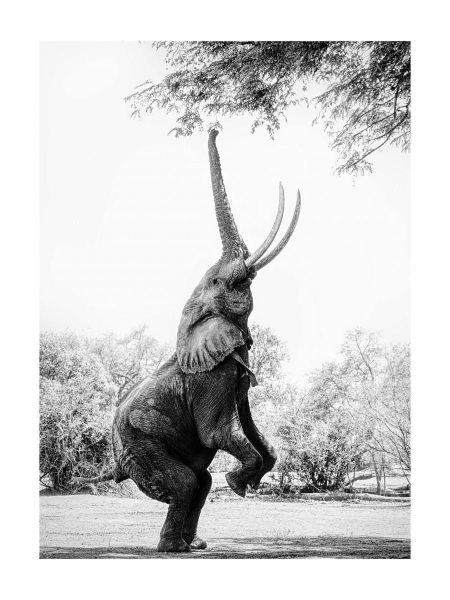 Éléphant en équilibre Poster 0