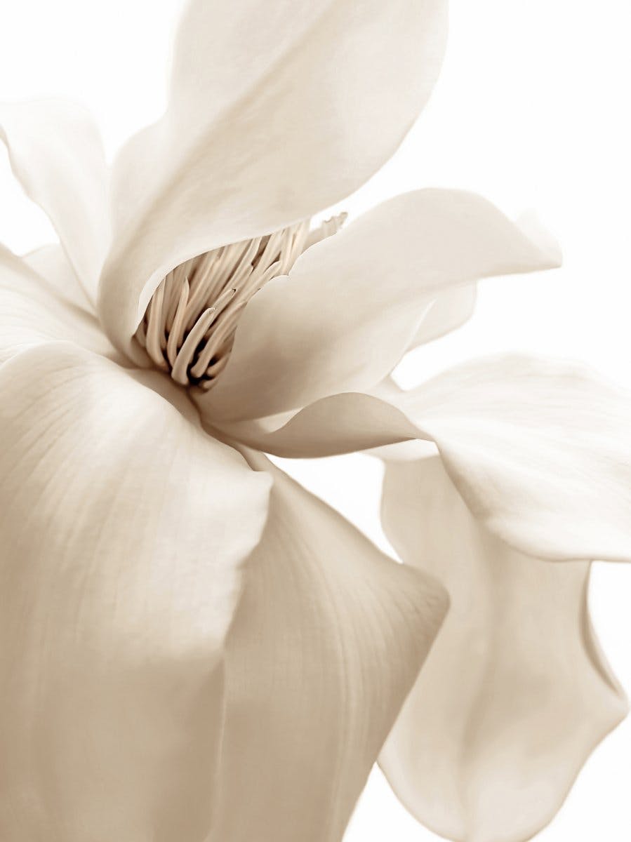 Magnolia beige Póster 0