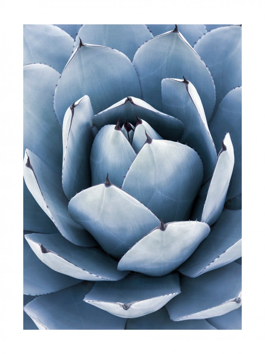 Agave Blue Poster 0
