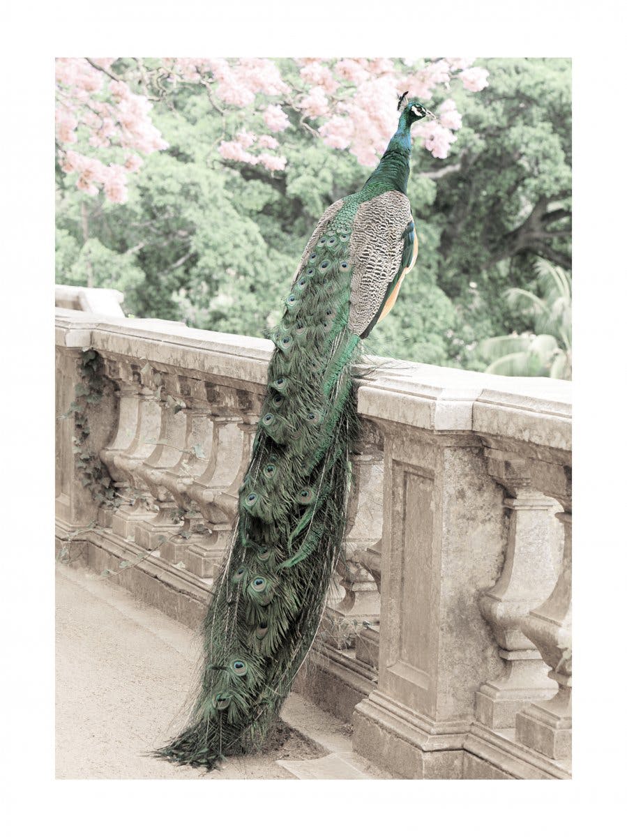 Green Peacock Poster 0