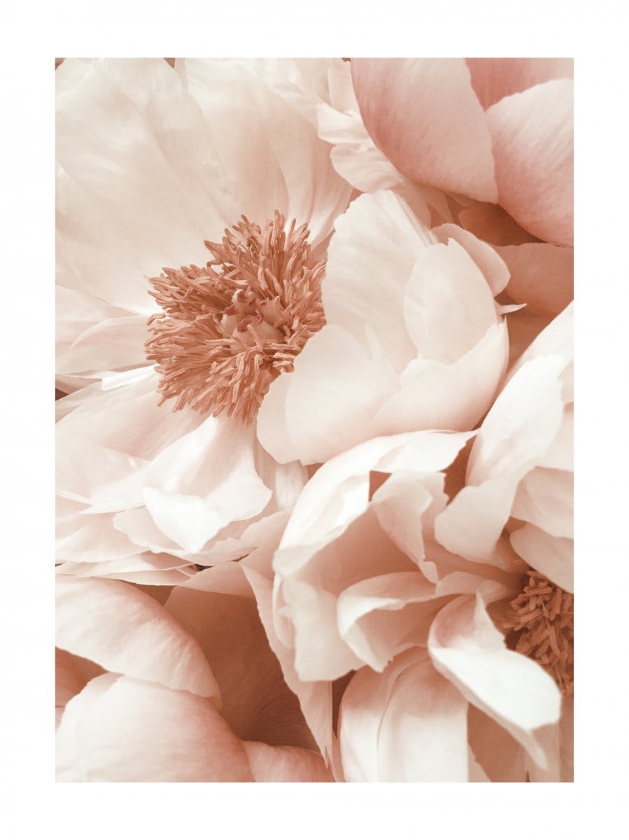 Peonie in fiore Poster 0