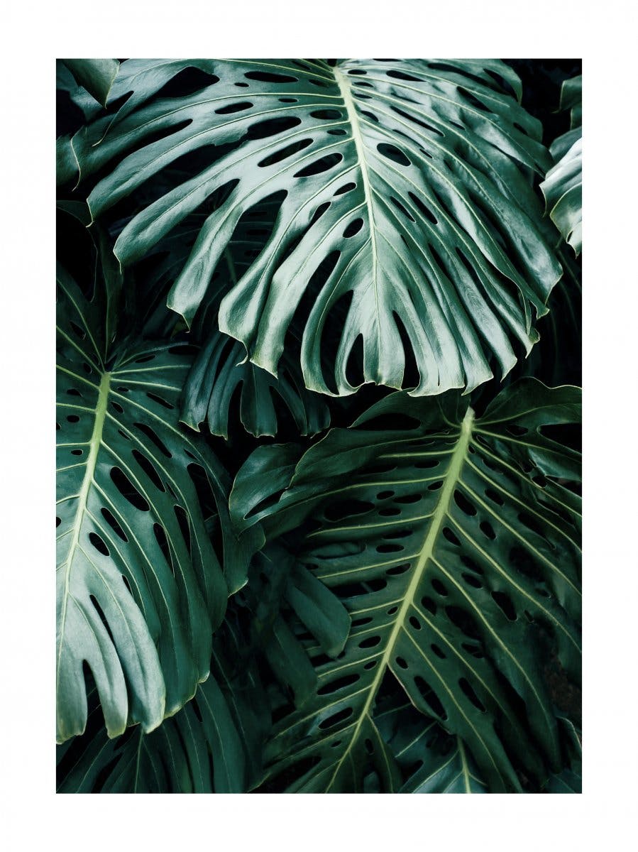 Monstera Sombre Poster 0