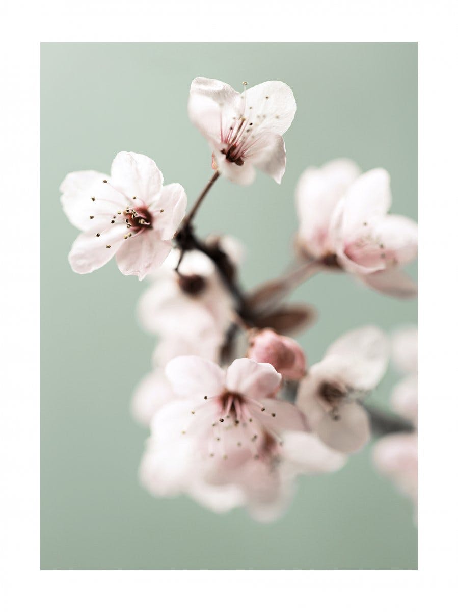 桜の花 ポスター 0