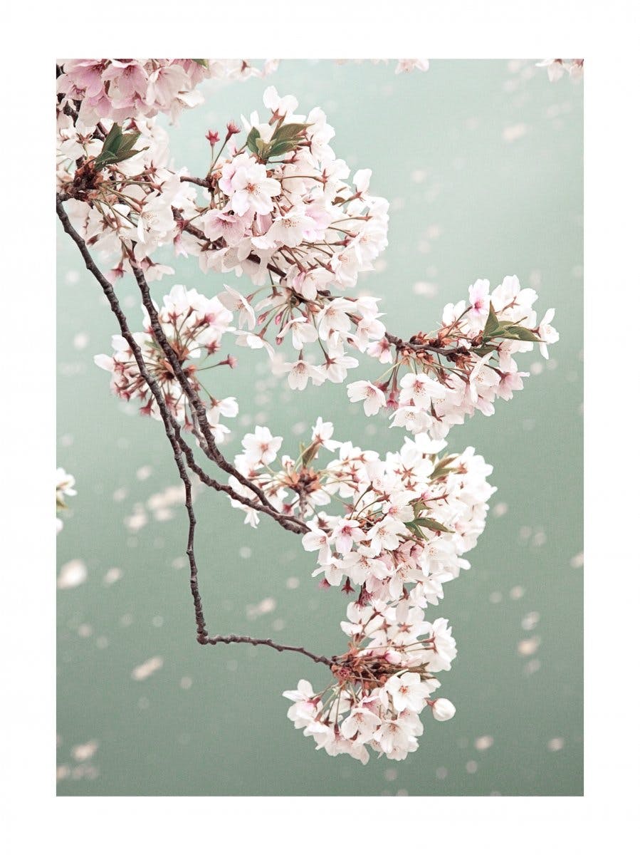 벚꽃 나뭇가지 포스터 0