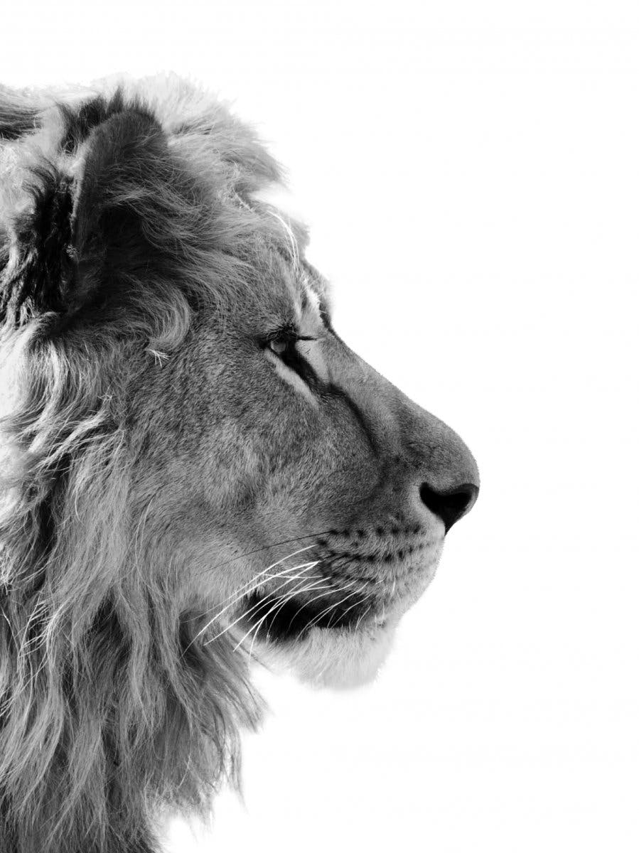 Løve Profil Plakat 0
