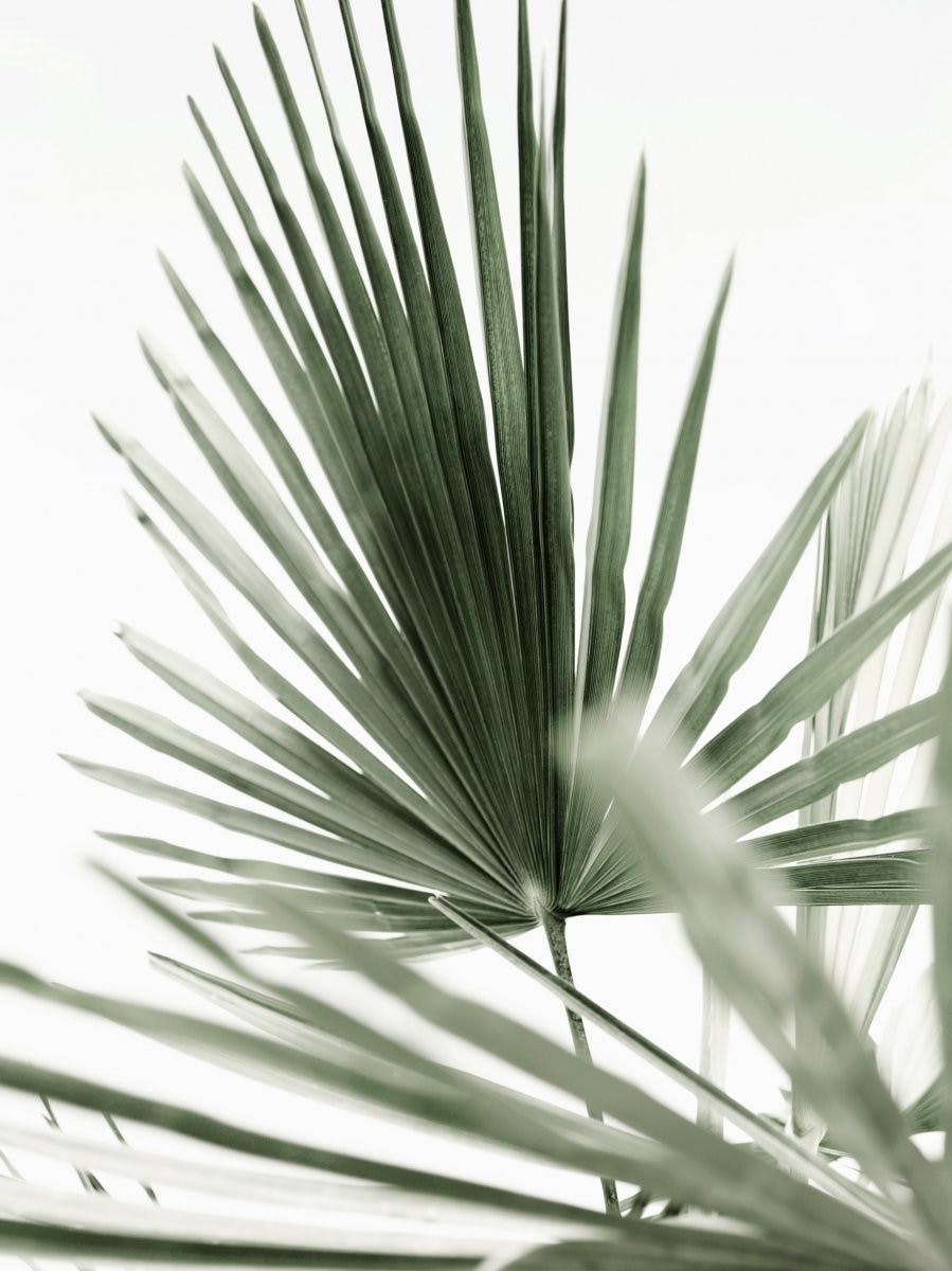 Green Palm Leaves No1 Poster 0