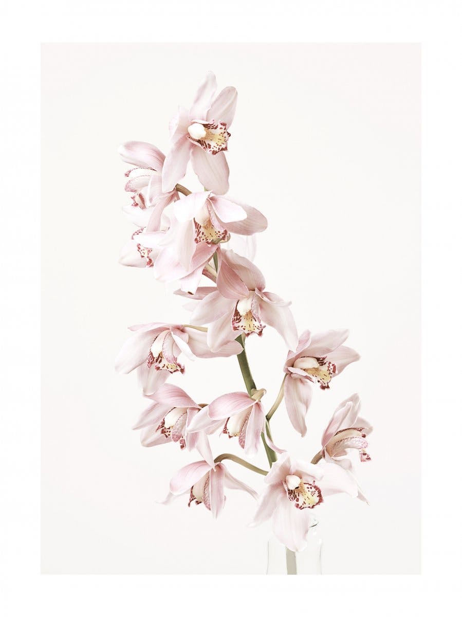 Orchidee bloem poster 0