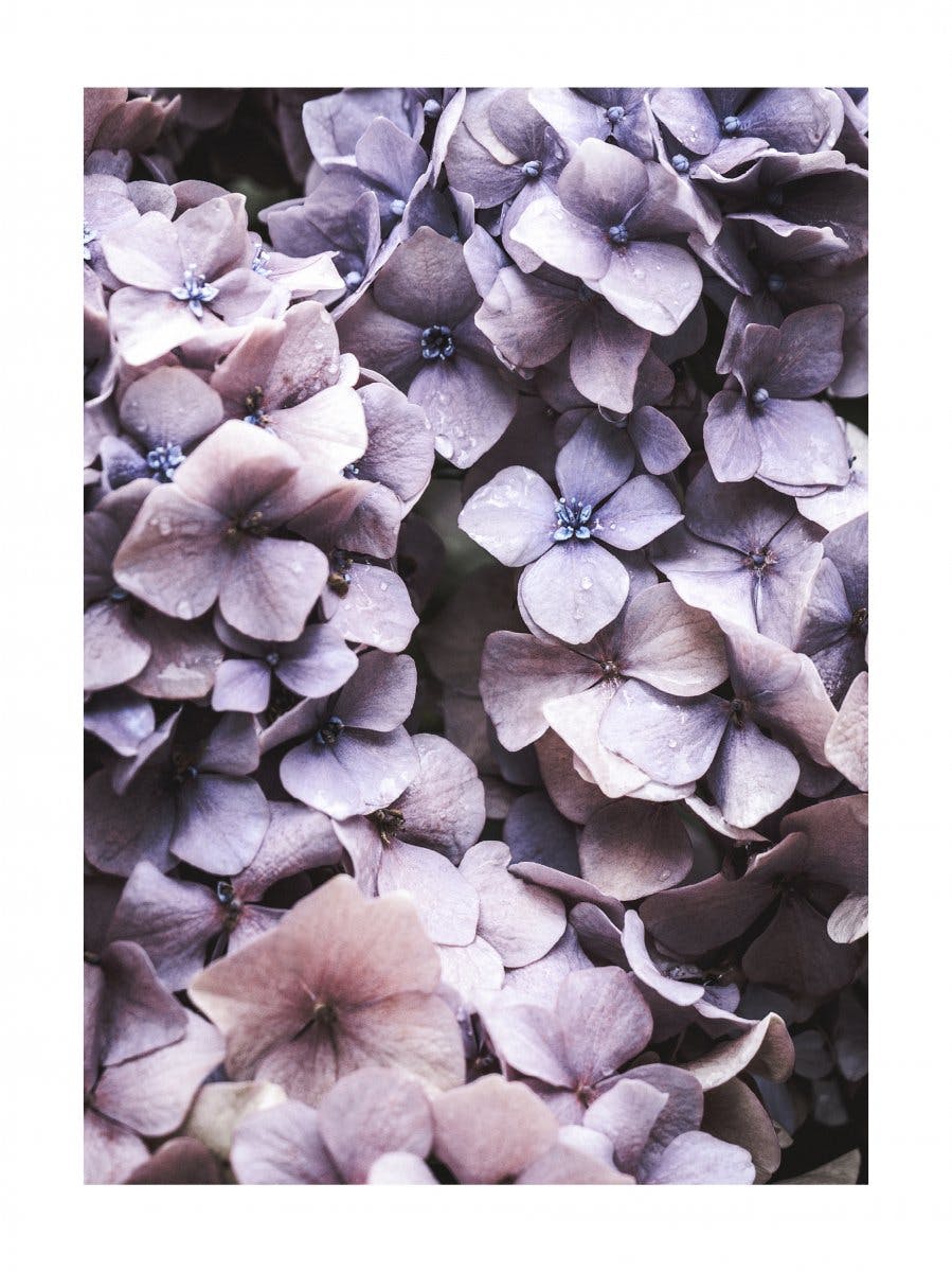 Paarse hortensia poster 0