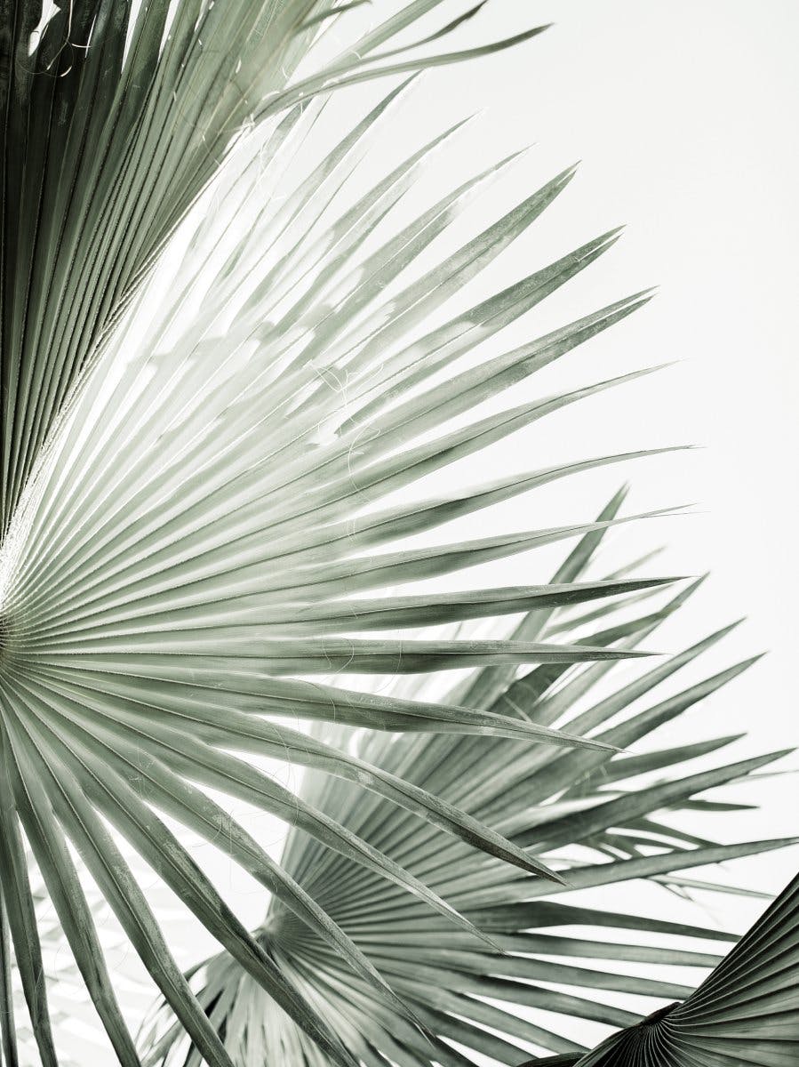 Green Palm Leaves No2 Poster 0
