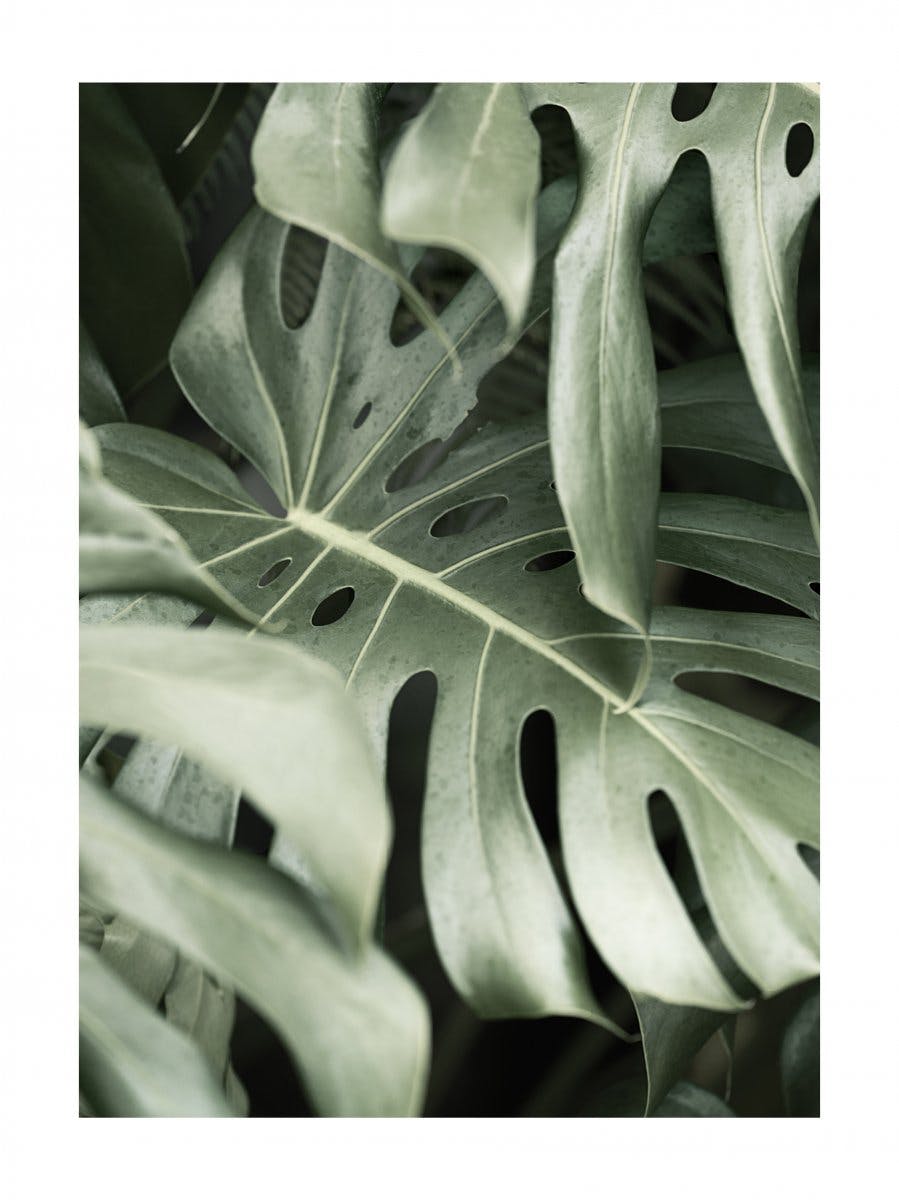 몬스테라 잎 포스터 0