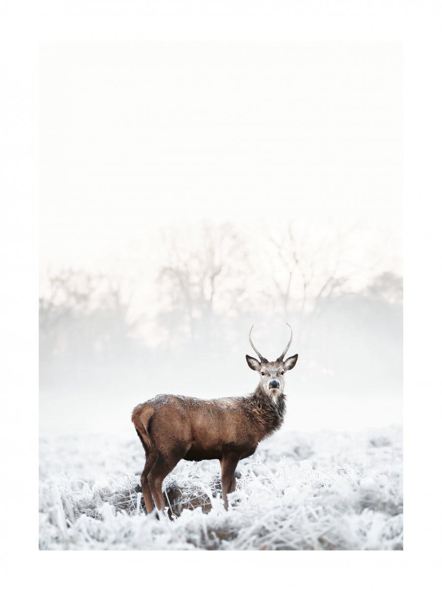 Frosty Red Deer Poster 0