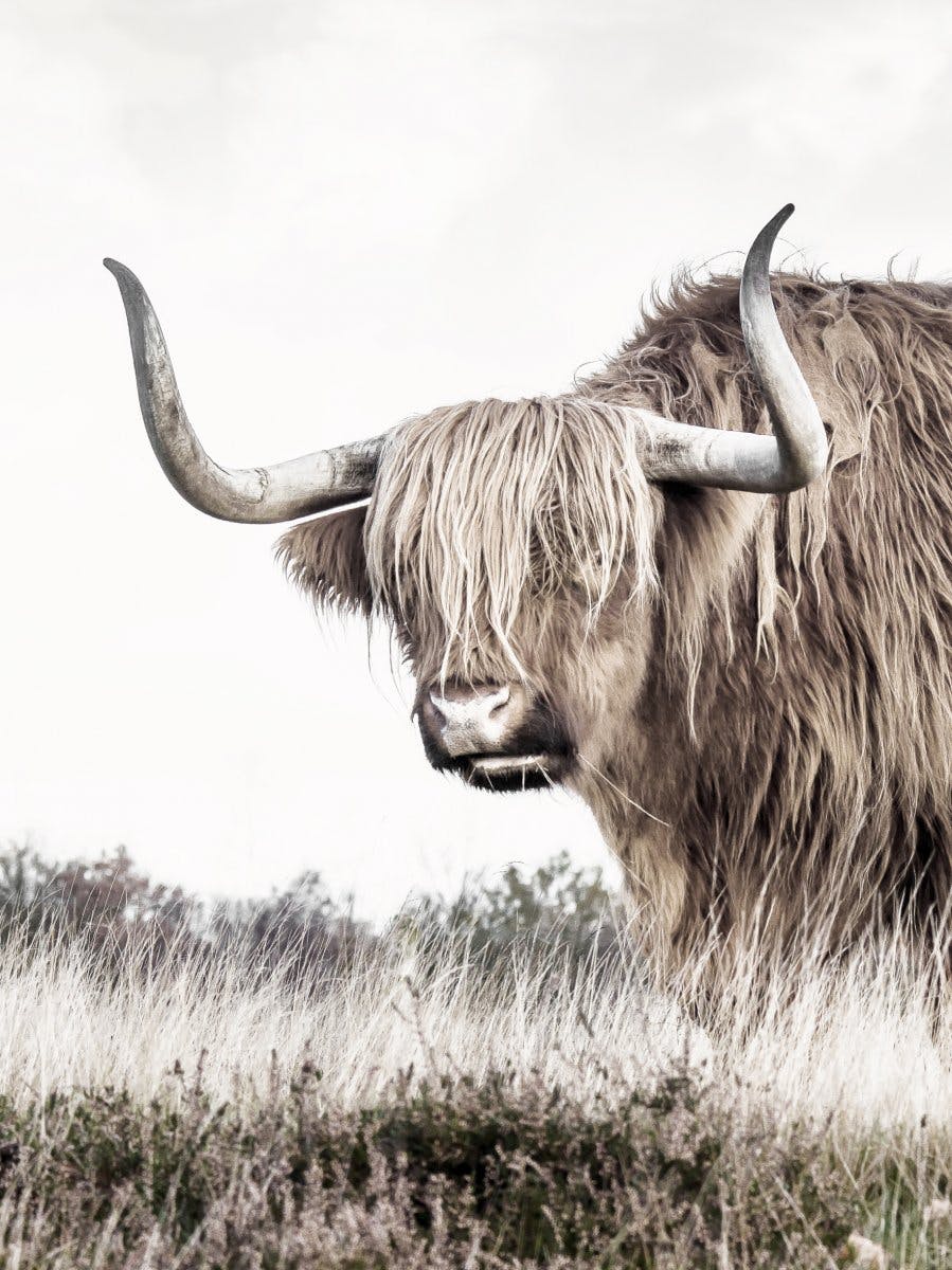 Meadow Highland Cow Poster 0