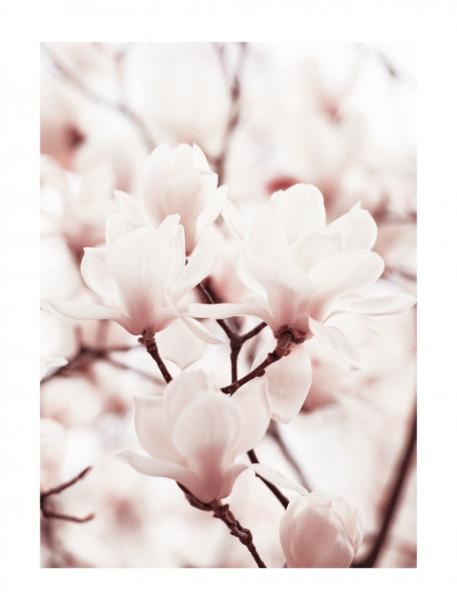 Magnolias Roses Poster 0