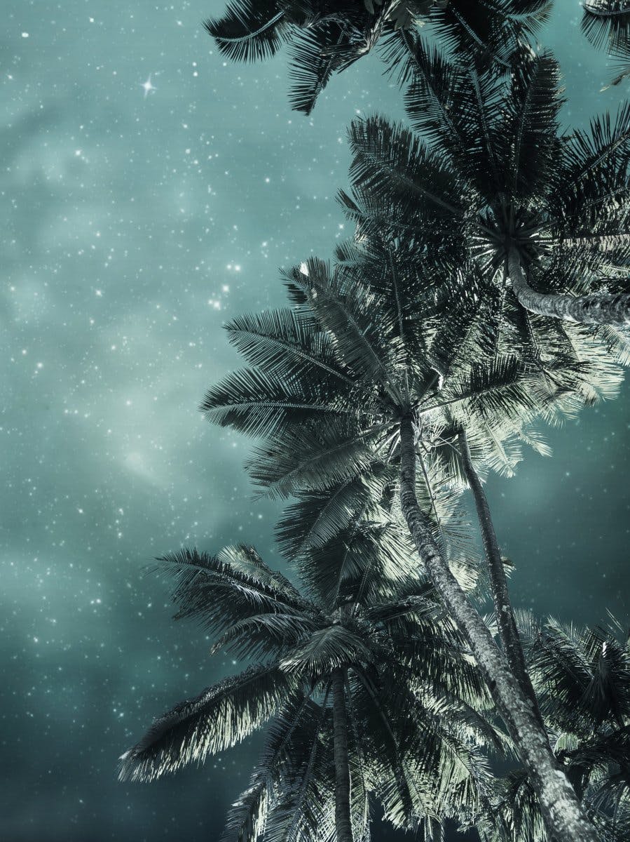 Palm Trees Under Stars Poster 0