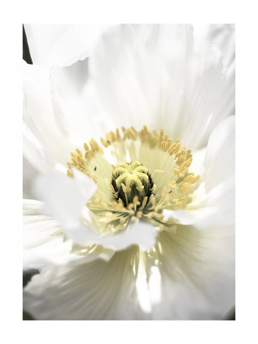 Blooming Poppy Poster 0