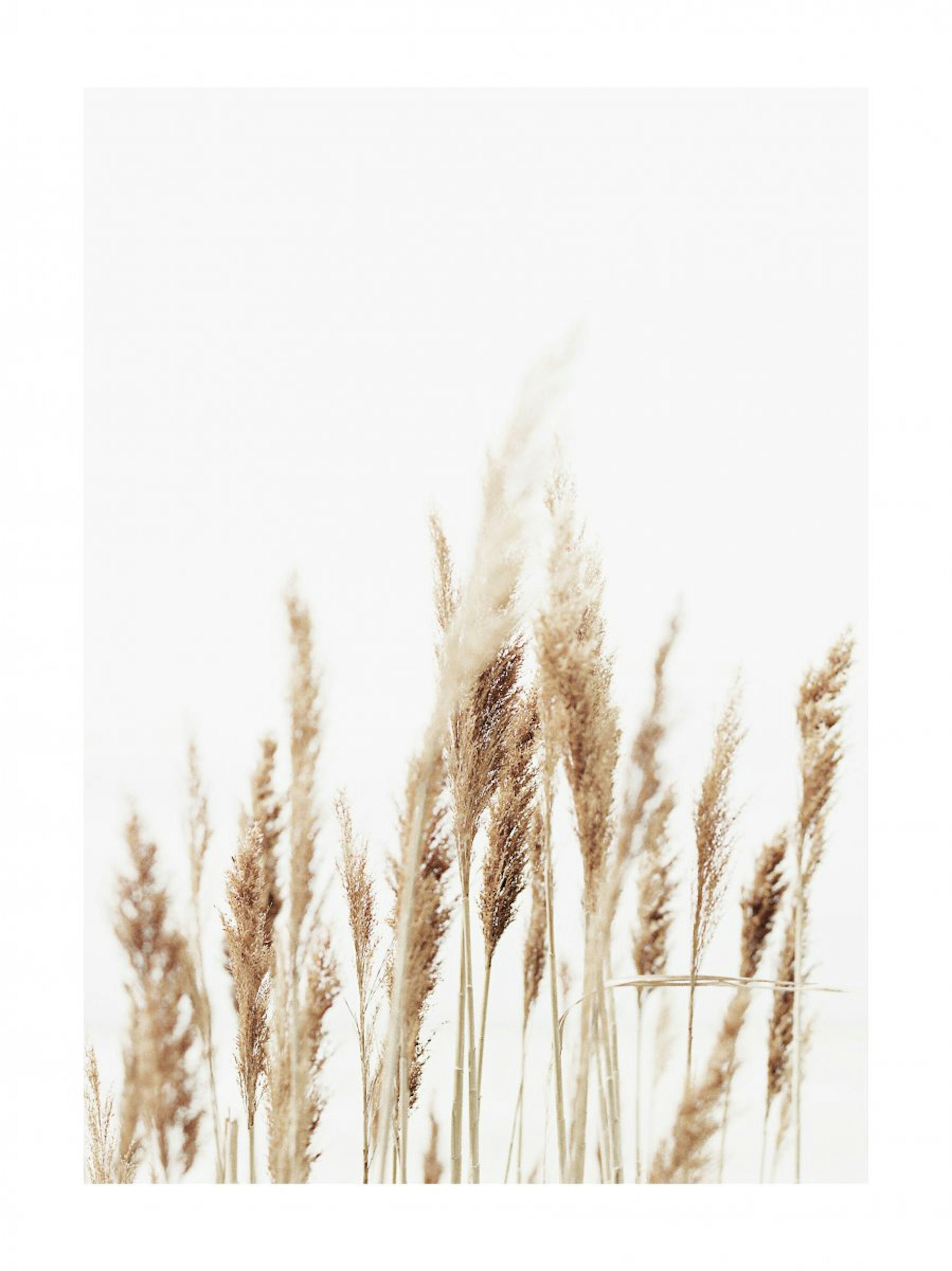 Reeds Poster 0