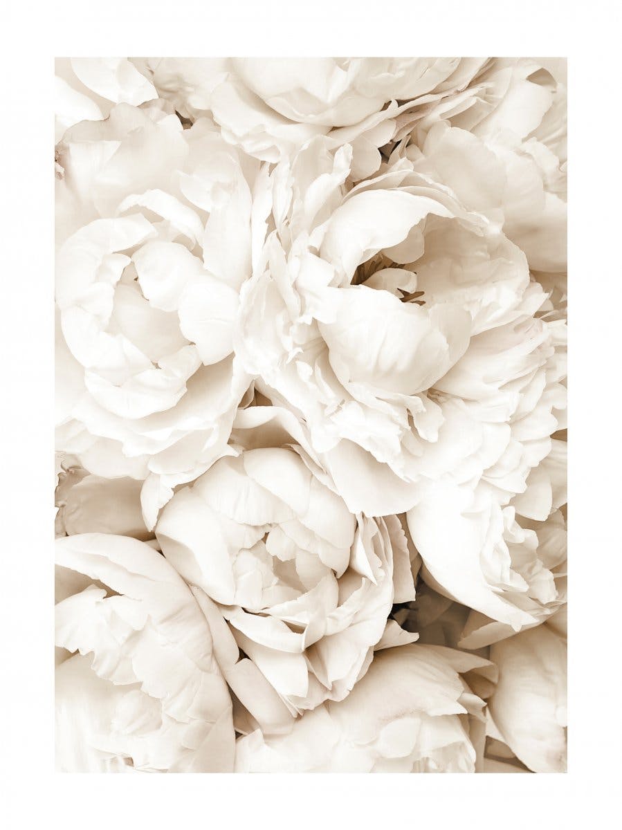 Pivoines Blanches Poster 0