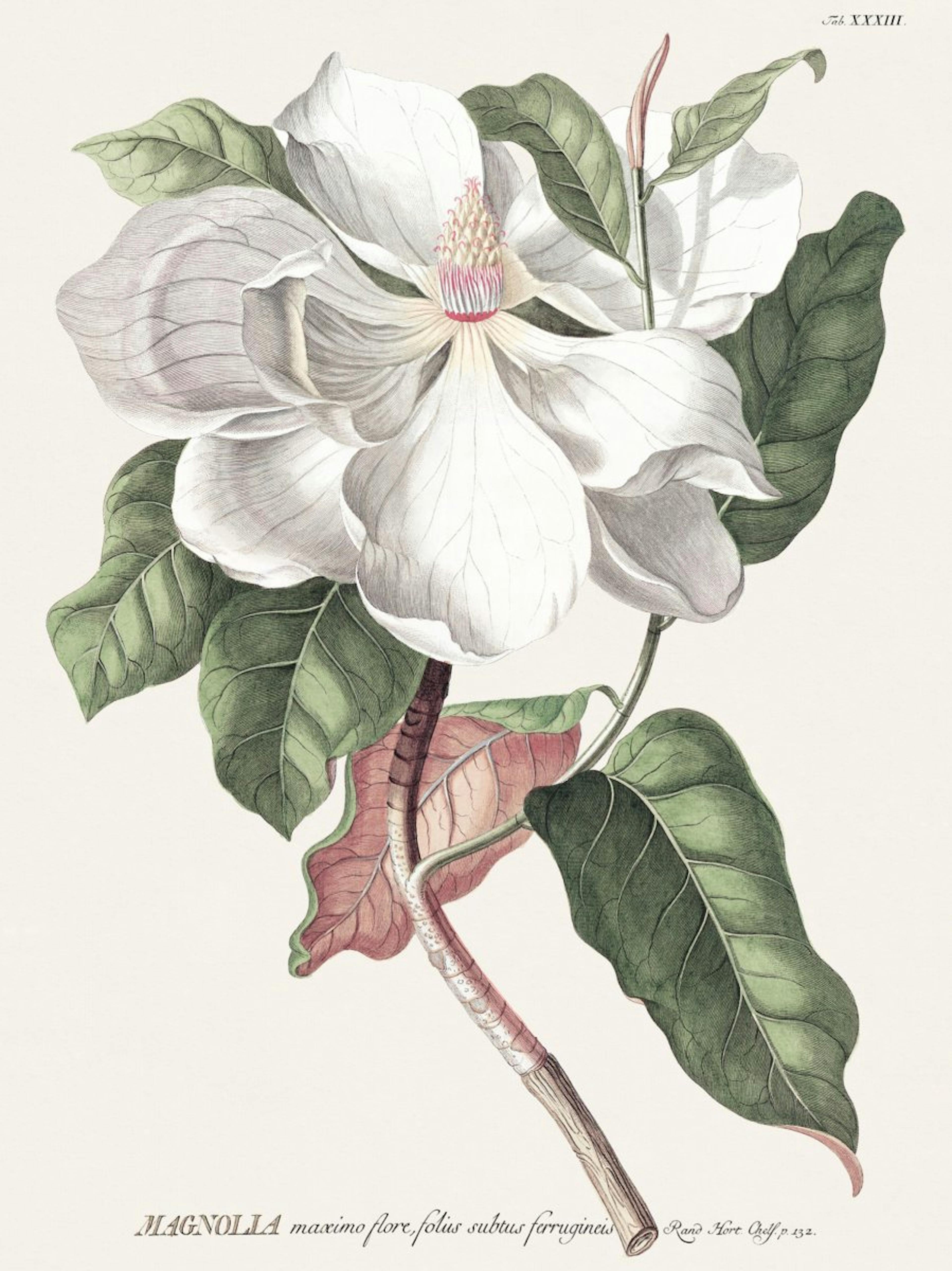 Magnolia Vintage Póster 0