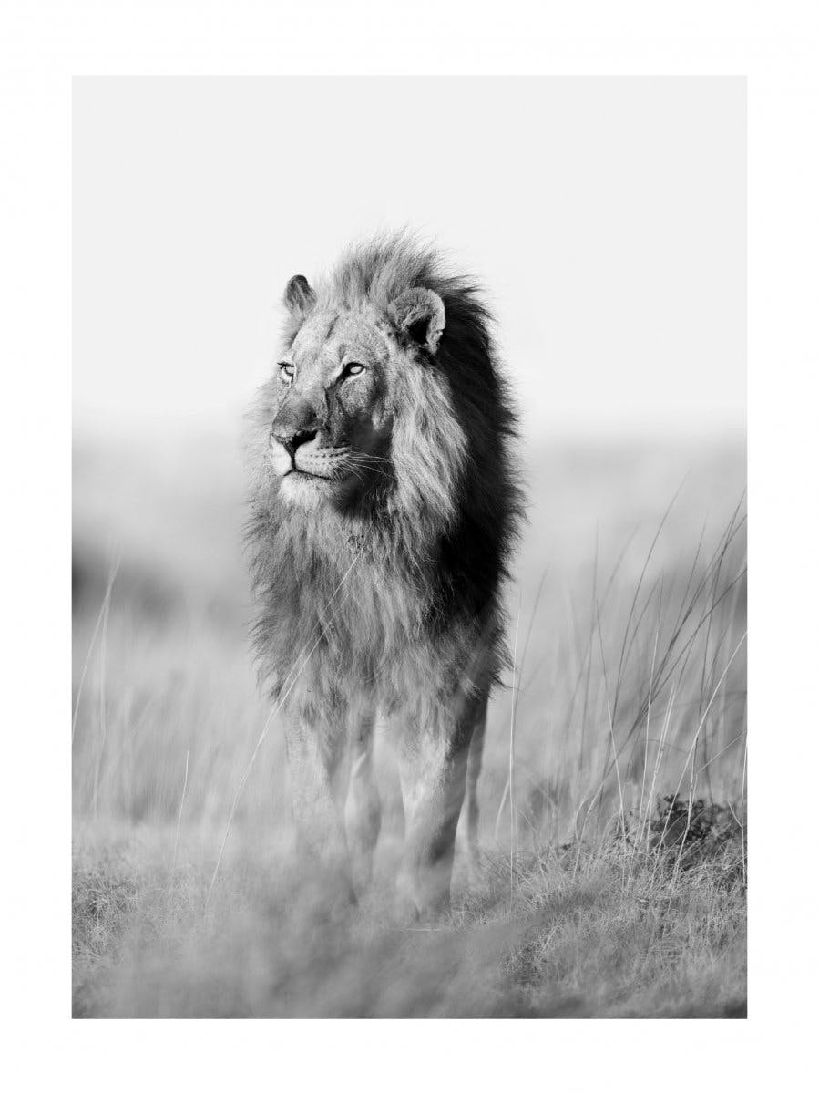 Savanne leeuw poster 0