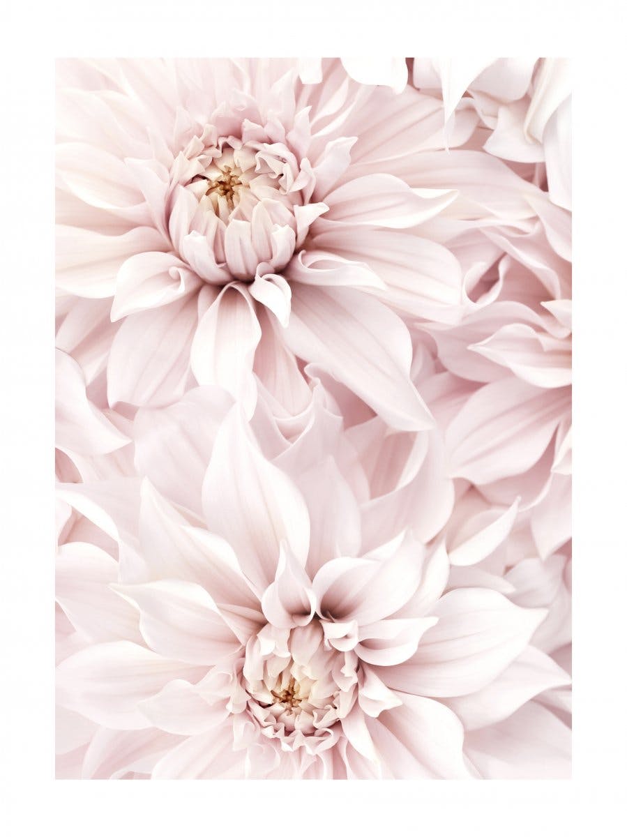 Blühende rosa Dahlien Poster 0