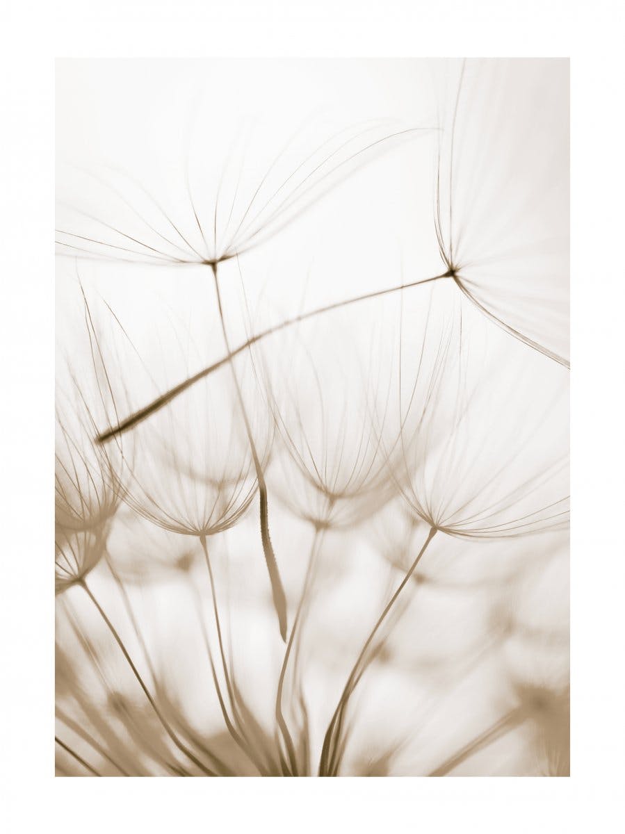 Dandelion Seeds Poster 0